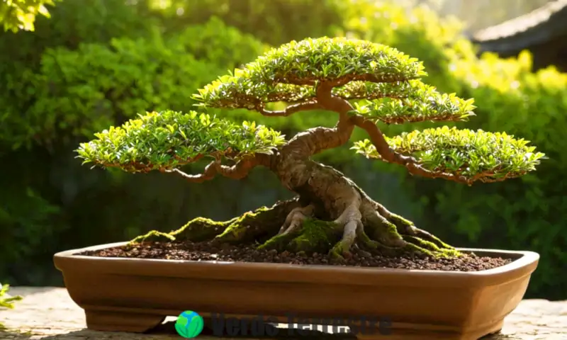 Primer plano de un bonsái en tierra Akadama, rodeado de un jardín sereno con luz suave y elementos de jardinería japonesa