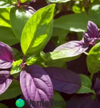 Hojas de albahaca morada en primer plano con un fondo de jardín verde y luz filtrándose entre el follaje