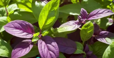 Hojas de albahaca morada en primer plano con un fondo de jardín verde y luz filtrándose entre el follaje