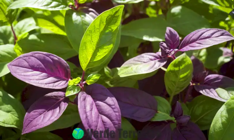 Hojas de albahaca morada en primer plano con un fondo de jardín verde y luz filtrándose entre el follaje