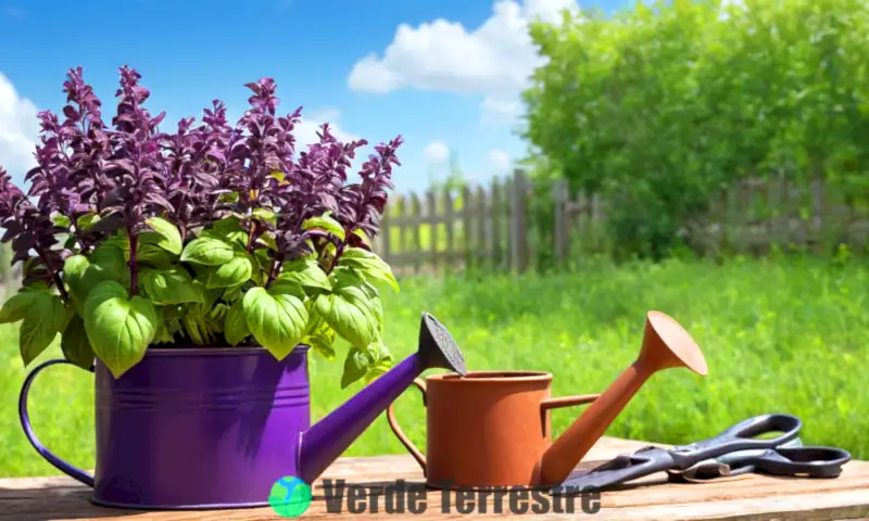 Planta de albahaca morada en un jardín soleado, con herramientas de jardinería y un cielo azul de fondo