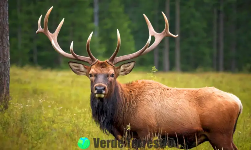 Portada que compara cuernos y astas, con un ciervo majestuoso en un bosque y un bisonte robusto en una pradera, rodeados de más de 20 animales con etiquetas educativas