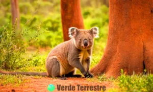 Escena ilustrada de marsupiales en un paisaje australiano