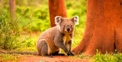 Escena ilustrada de marsupiales en un paisaje australiano