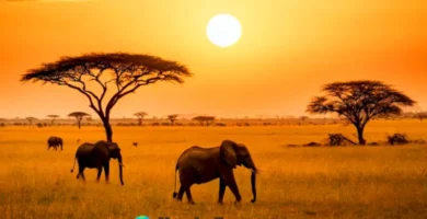 Atardecer en una sabana africana con fauna como leones