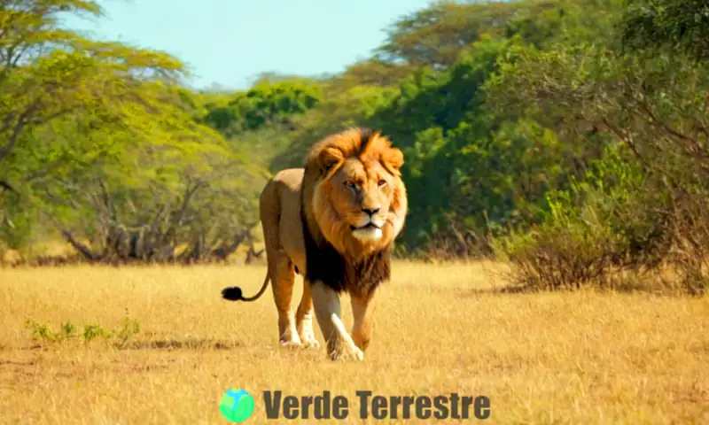 León majestuoso en la sabana