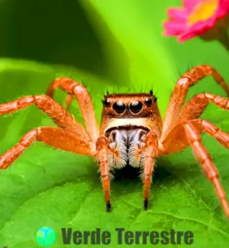 Ilustración realista de diversos arácnidos en un hábitat natural