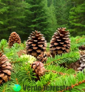 Bosque pintoresco con 15 altos pinos