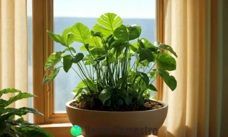 Planta de abundancia verde en un entorno acogedor y luminoso con luz indirecta