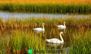 Aves acuáticas en un humedal sereno