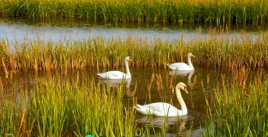 Aves acuáticas en un humedal sereno