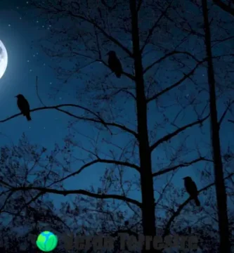 Collage de 45 aves nocturnas en un bosque iluminado por la luna