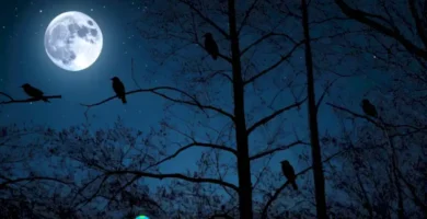 Collage de 45 aves nocturnas en un bosque iluminado por la luna