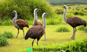 Ilustración de diez aves no voladoras en diversos hábitats: avestruz en llanuras