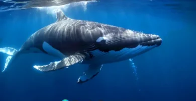 Una ballena majestuosa nada en el océano azul