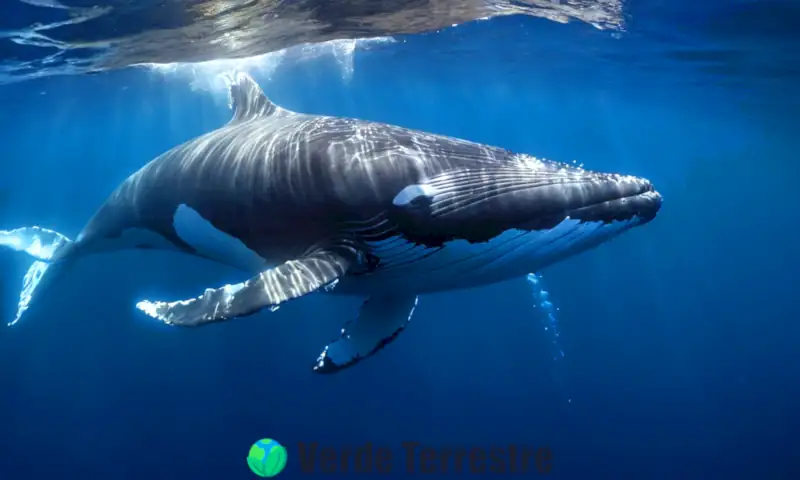 Una ballena majestuosa nada en el océano azul
