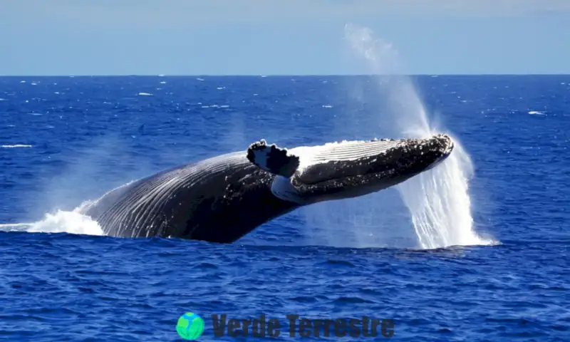 Ballena emergiendo en el océano azul, con su espiráculo liberando una bruma de agua bajo un cielo soleado y suave