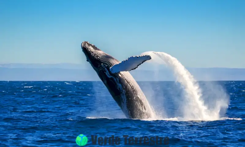 Ballena jorobada saltando en un océano azul, con un chorro de agua y vida marina colorida de fondo