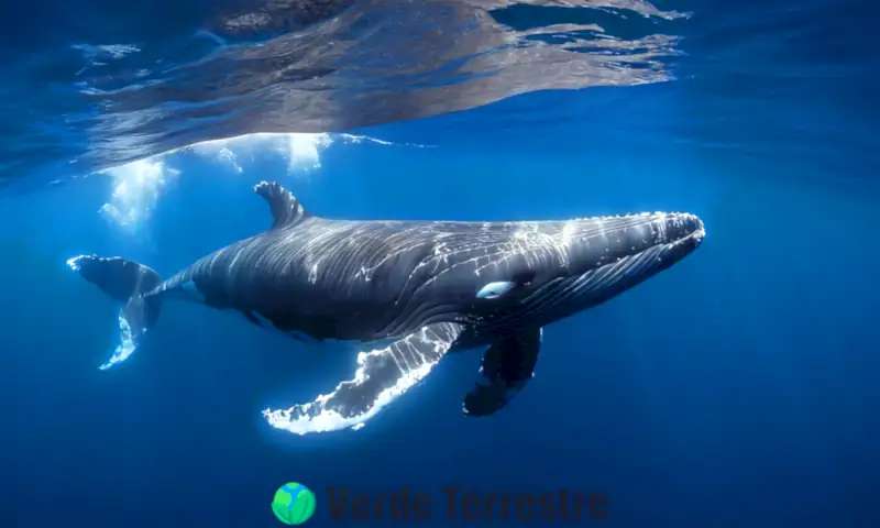 Una ballena majestuosa nada en un océano azul, rodeada de peces y corales coloridos, con luz filtrándose a través del agua