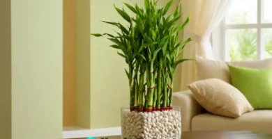 Bamboo de la suerte en un ambiente interior sereno