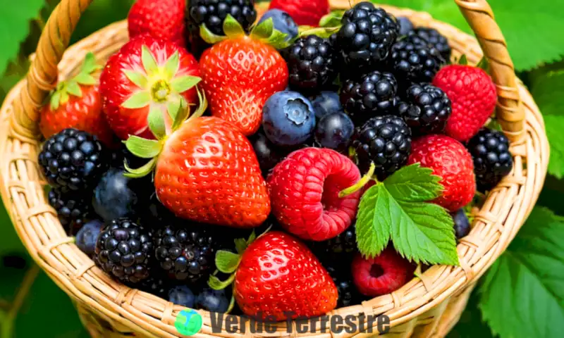 Collage de fresas, arándanos, frambuesas y moras en una cesta de madera rodeada de hojas verdes