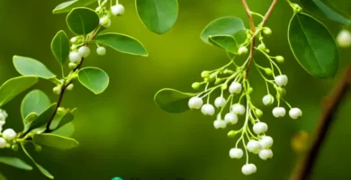 Ilustración de muérdago con hojas verdes y bayas blancas en un bosque iluminado