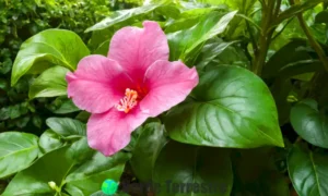 Flor de Bignonia rosa en pleno esplendor