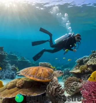 Buceador plantando coral en un colorido paisaje submarino con peces