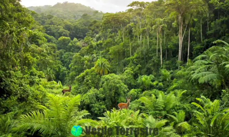 Selva exuberante con flora y fauna diversa a un lado