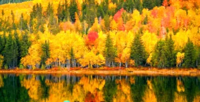 Bosque boreal en otoño con foliage dorado y rojo