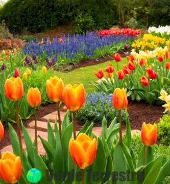 Varias bombillas de tulipanes