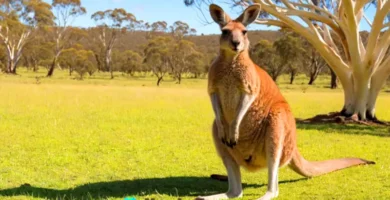 Canguro en un paisaje australiano con hierba verde