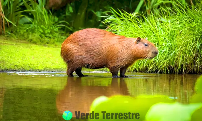 Un carpincho en un hábitat tropical rodeado de vegetación verde y un cuerpo de agua sereno