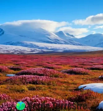 Paisaje de tundra con flora vibrante