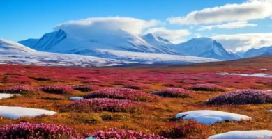 Paisaje de tundra con flora vibrante