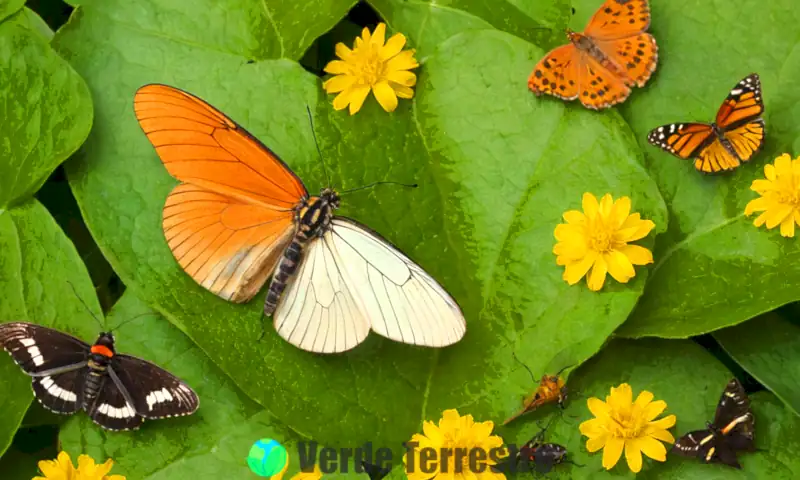 Portada de libro que muestra la diversidad de insectos, incluyendo mariposas, escarabajos, hormigas y libélulas, en un fondo vibrante de un ecosistema natural