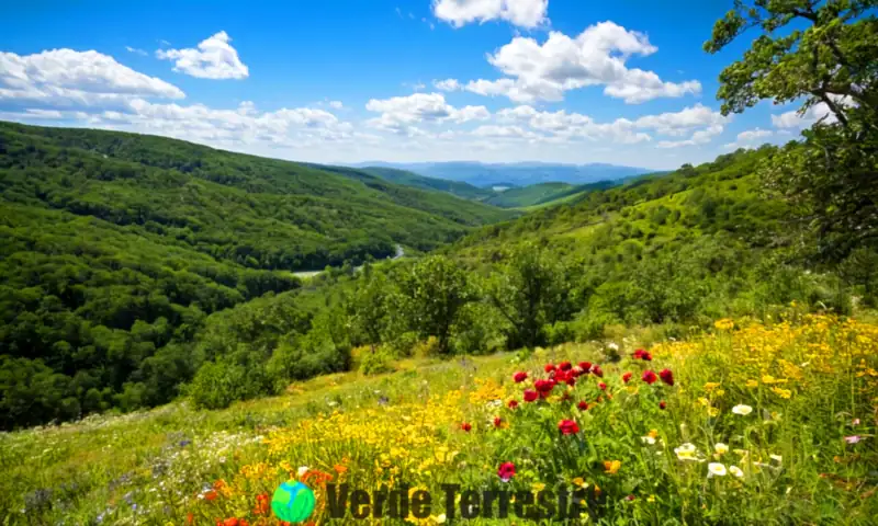 Bosque vibrante con árboles deciduos, arbustos y flores silvestres bajo un cielo azul