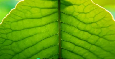 Cloroplastos en una hoja verde vibrante