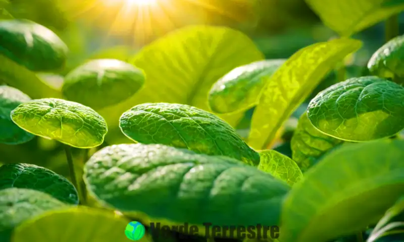 Ilustración botánica realista de cloroplastos en fotosíntesis, rodeados de hojas verdes, con rayos de sol y un fondo de jardín suave