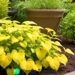 Planta verde y amarilla con hojas amarillentas en un jardín