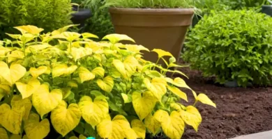 Planta verde y amarilla con hojas amarillentas en un jardín