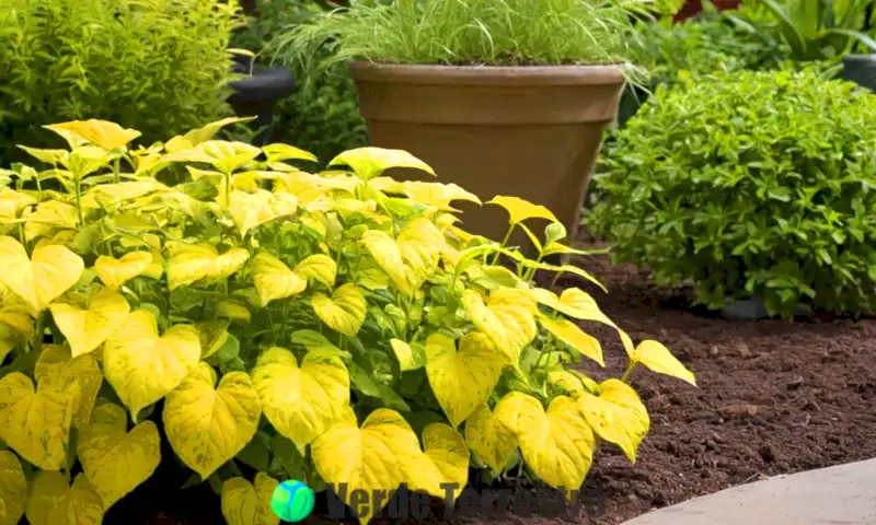 Planta verde y amarilla con hojas amarillentas en un jardín