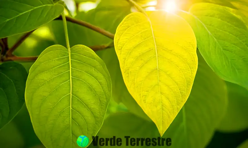 Primer plano de hojas de planta con síntomas de clorosis, amarillas con venas verdes, en un jardín luminoso y detallado