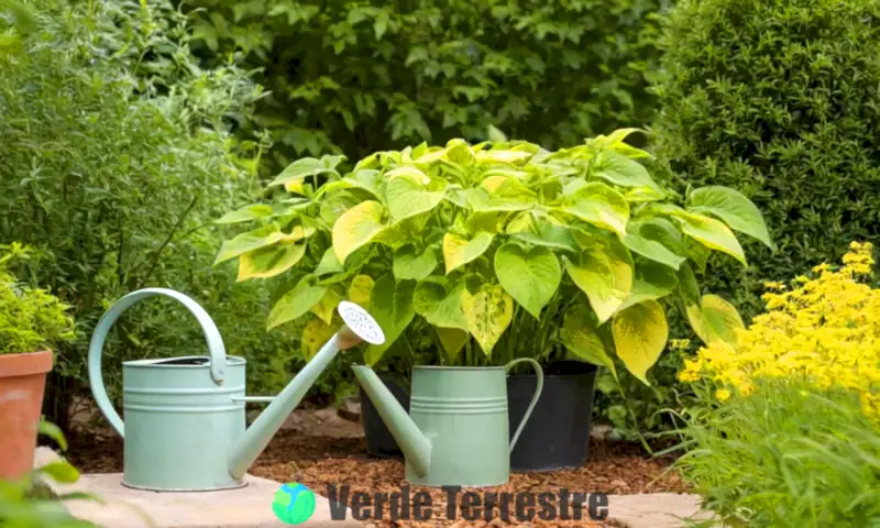 Planta verde con hojas amarillas por clorosis en un jardín iluminado por el sol, con tierra rica y una regadera cerca