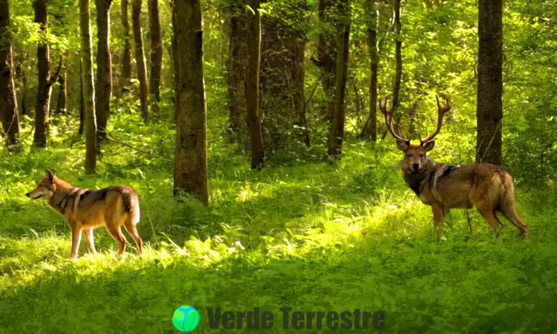 Ilustración del modelo Lotka-Volterra que muestra la competencia entre lobos y ciervos en un bosque vibrante