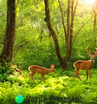 Escena de un bosque verde con conejos