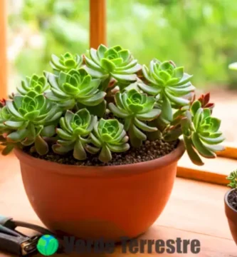 Sucedáneo de Crassula perforata en maceta vibrante