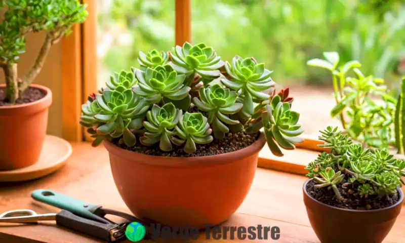 Sucedáneo de Crassula perforata en maceta vibrante