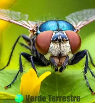 Ilustración realista de una mosca con detalles de sus ojos compuestos y alas