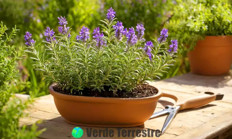 Planta de romero en maceta con hojas verdes y flores moradas, rodeada de herramientas de jardinería y pequeños insectos en un jardín soleado